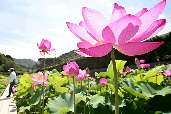 🌸 가라코 연꽃 공원(카라코 하스엔) 이미지 4